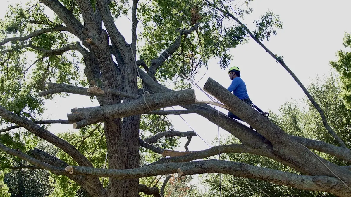 Professional Crown Thinning performed by certified arborists in Crab Orchard